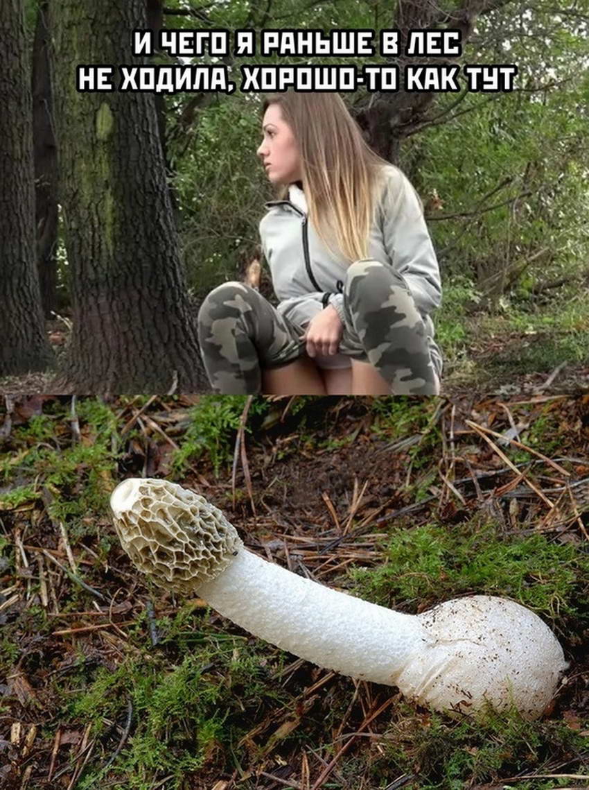 хорошо в лесу