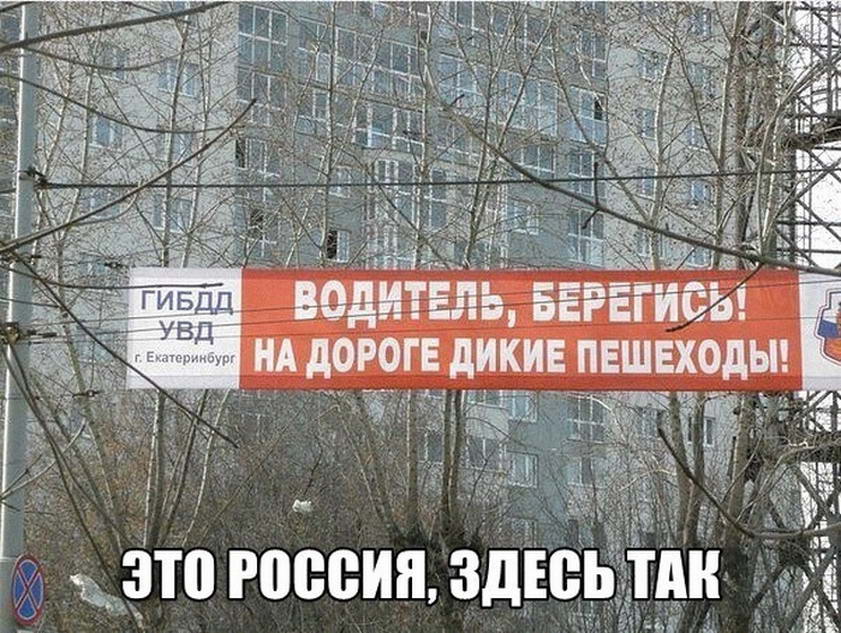 на дороге дикие пешеходы