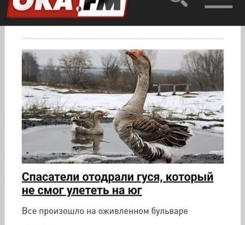 Спасатели отодрали гуся