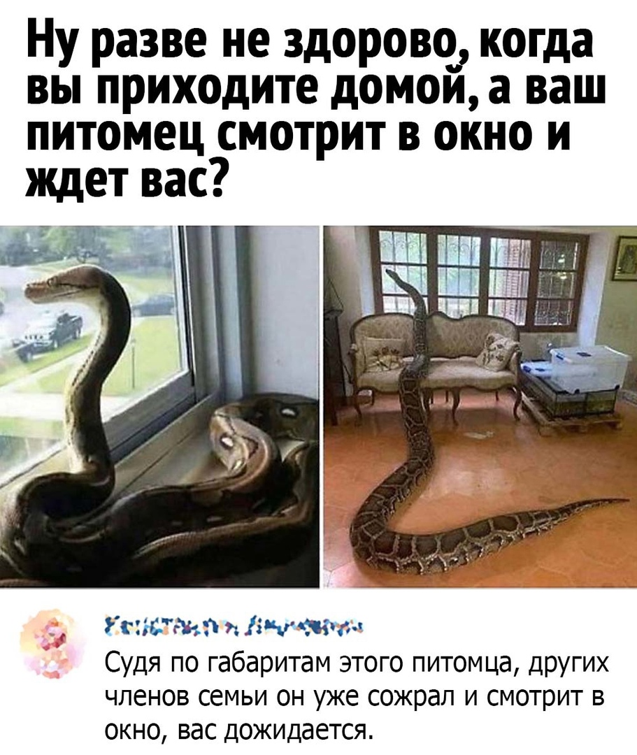 питомец ждет вас