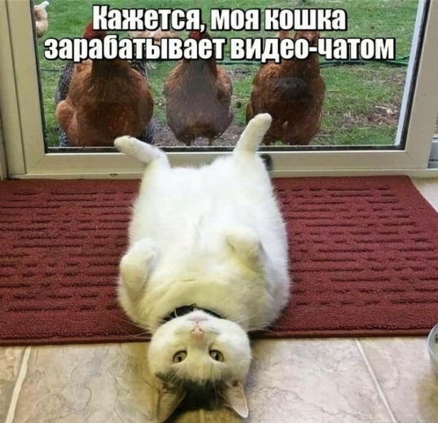 кошка