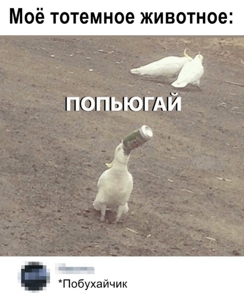 попьюгай