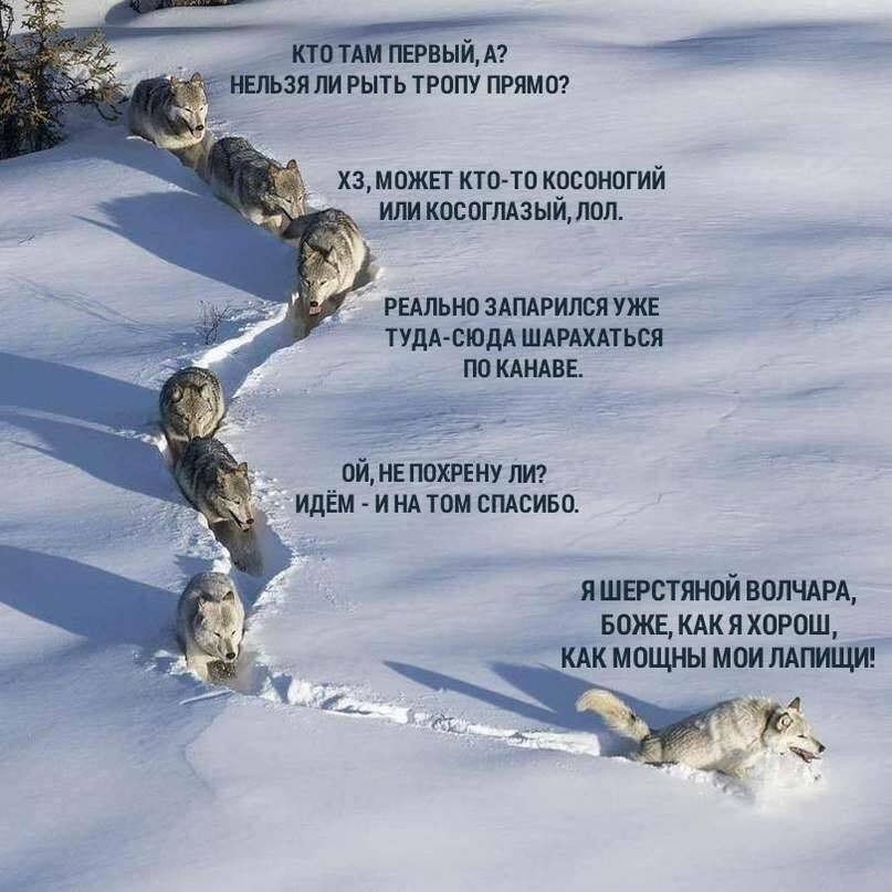 сильный волк