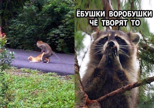 че творят?