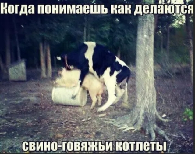 свино-говядина