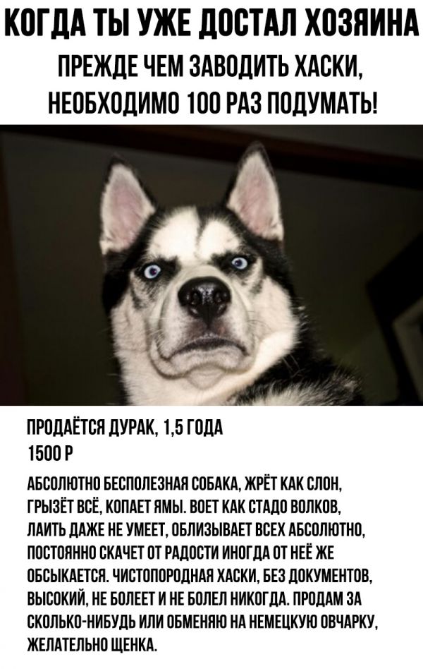 когда достал хозяина