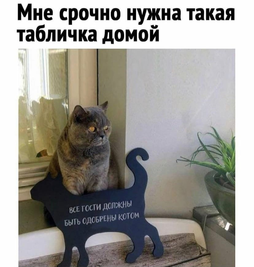 гости должны быть одобрены котом